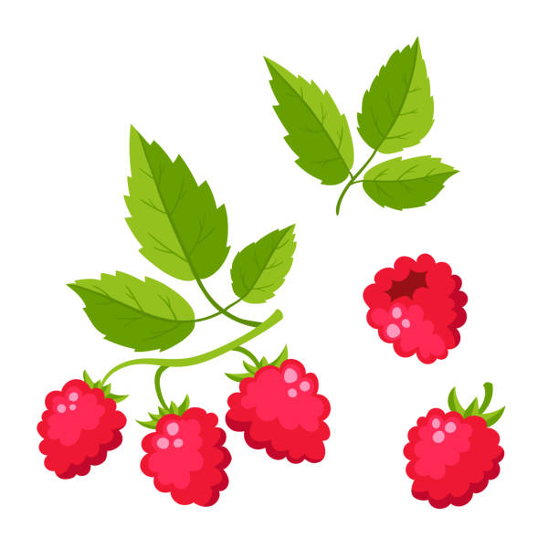 Set of cartoon raspberry with green leaves isolated on white Set of cartoon raspberry with green leaves isolated on white background. Bright berries branch. Cute illustration used for magazine or book, poster and card design, menu cover, web pages. raspberry stock illustrations