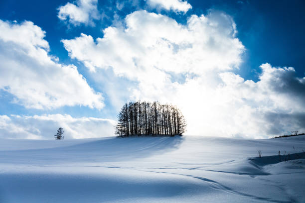 istock Snowy Hills and Birch Trees in Biei 1126143581