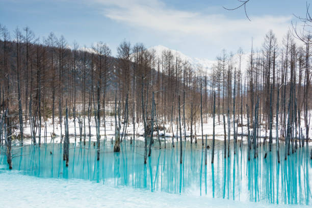 Spring Lake Blue Pond in Biei Hokkido Japan shirogane blue pond stock pictures, royalty-free photos & images