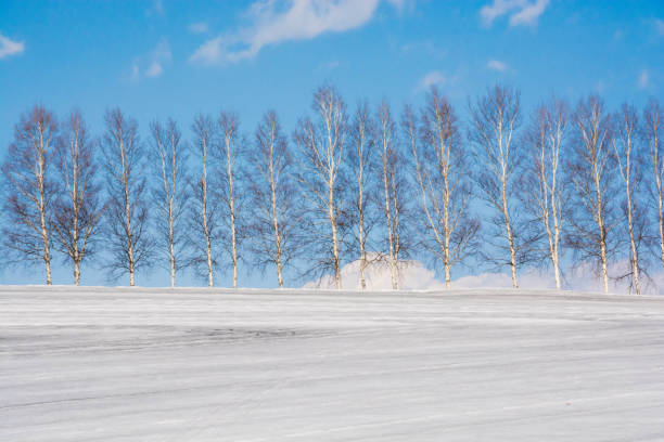 istock Winter fields where snow melts were sown in Biei 1126146436