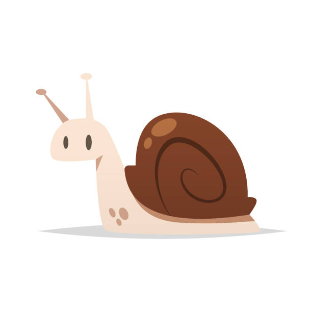 улитка вектор изолированные иллюстрации - vector animal snail slug stock illustrations