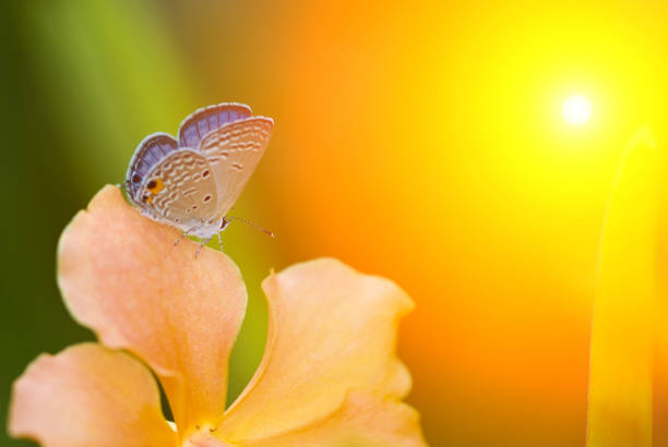 Close-up of Brown butterfly stand near  yellow coffee cherries on coffee tree branch on a sunshine day, with light green nature blurred background. Organic plantation in countryside of Thailand.