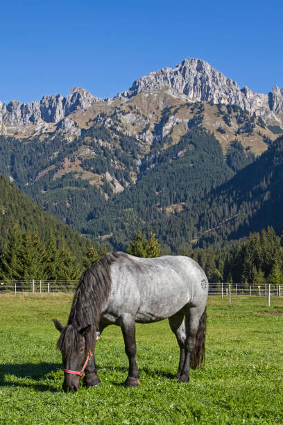 лошадь на пастбище в долине таннхайм - gehrenspitze стоковые фото и изображения