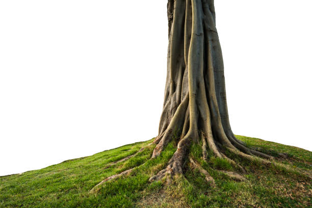 trunk isolated trunk and root isolated on white background tree trunk stock pictures, royalty-free photos & images