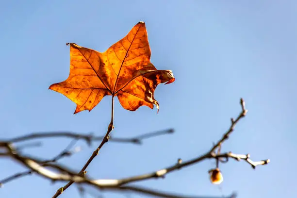 Single bright orange yellow autumn leaf against the blue sky