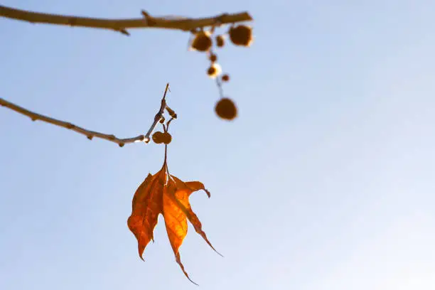 One bright orange-yellow autumn leaf of a plane tree against the blue sky