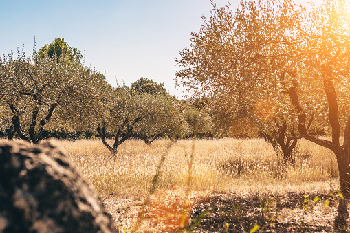 Old olive grove in Provence in southern France