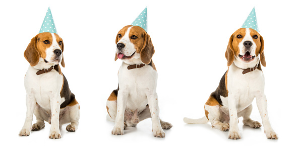 collage of sitting dog in blue party hat isolated on white