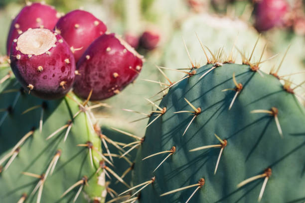 istock Closeup of cactus needles 1126155341