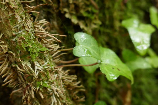 Raindrops on ivy leaves Ivy climbing through old oak trees in A Devesa, Cabana de Bergantiños. lluvia stock pictures, royalty-free photos & images