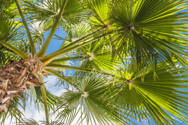 istock Tropical resort, sunny palm and sky 1126156584