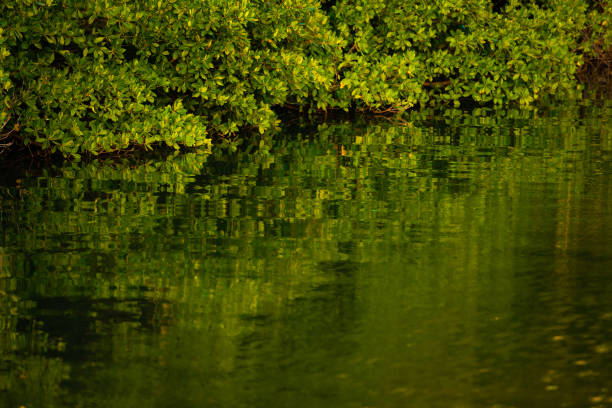 Green Mangrove Trees Reflecting on Water Miami USA