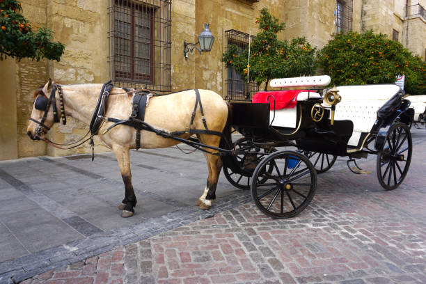 istock Horse carriage on the street 1126157156