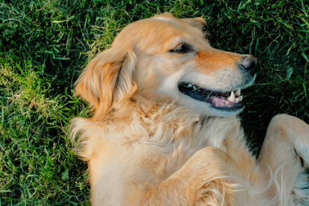 istock Happy Dog in sitting on grass 1126157836