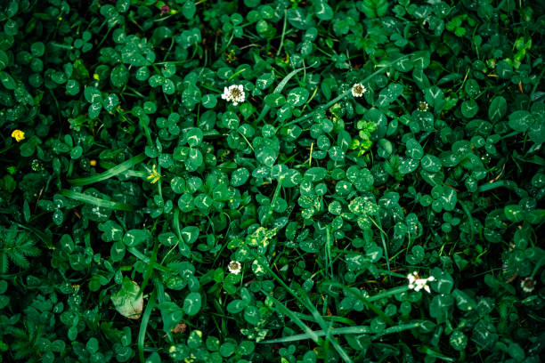green clover and grass background - leafy greens imagens e fotografias de stock