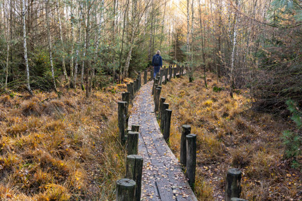 Dwingelderveld Hiker Autumn Dwingelderveld, Netherlands - November 11, 2018: Small path with hiker in autumn in National Park Dwingelderveld in the province of Drenthe, The Netherlands. molinia caerulea stock pictures, royalty-free photos & images
