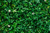 Green clover and grass background