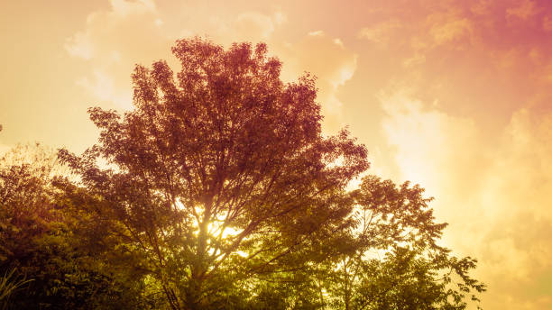 istock time lapse and hyper lapse video in orange and purple tone from sunrise behind big lone tree on morning time in clear sky 1126159305
