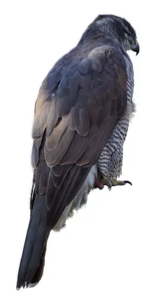 Photo of Sleeping eagle