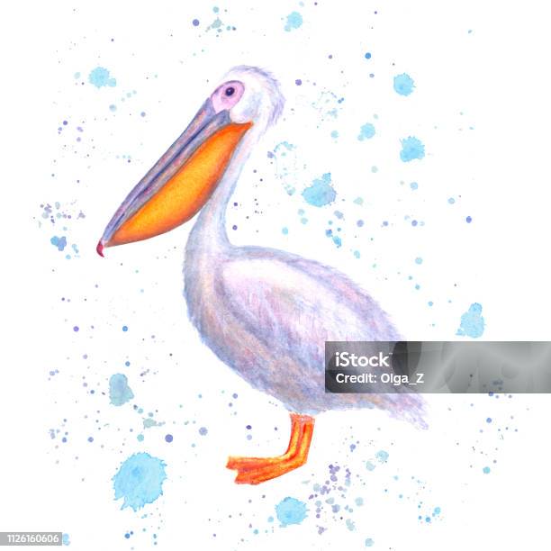 Pelican Watercolor Hand Drawn White Bird With Watercolour Blue Splashes Isolated On White Background Stock Illustration - Download Image Now