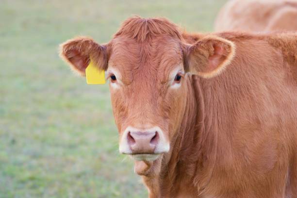istock Cow close up - Limousin breed 1126160652