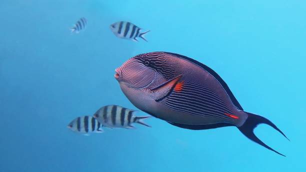 Sohal Surgeonfish - Acanthurus Sohal Coral fish, Red sea  endemite colorful sohal fish (acanthurus sohal) stock pictures, royalty-free photos & images