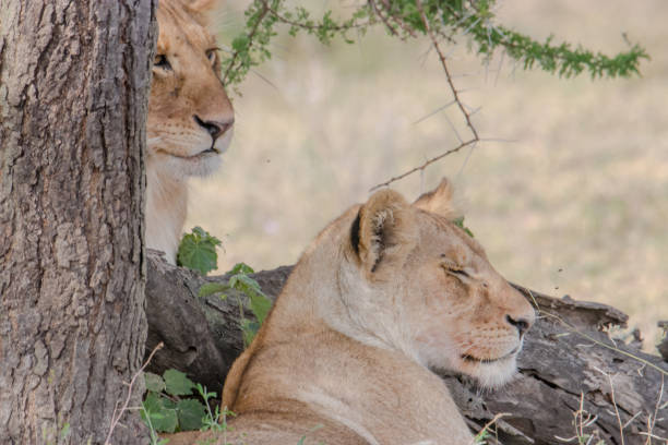 istock Young lions sitting on the ground 1126161267