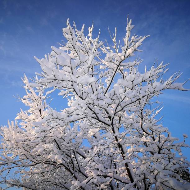 Tree cowered by snow stock photo