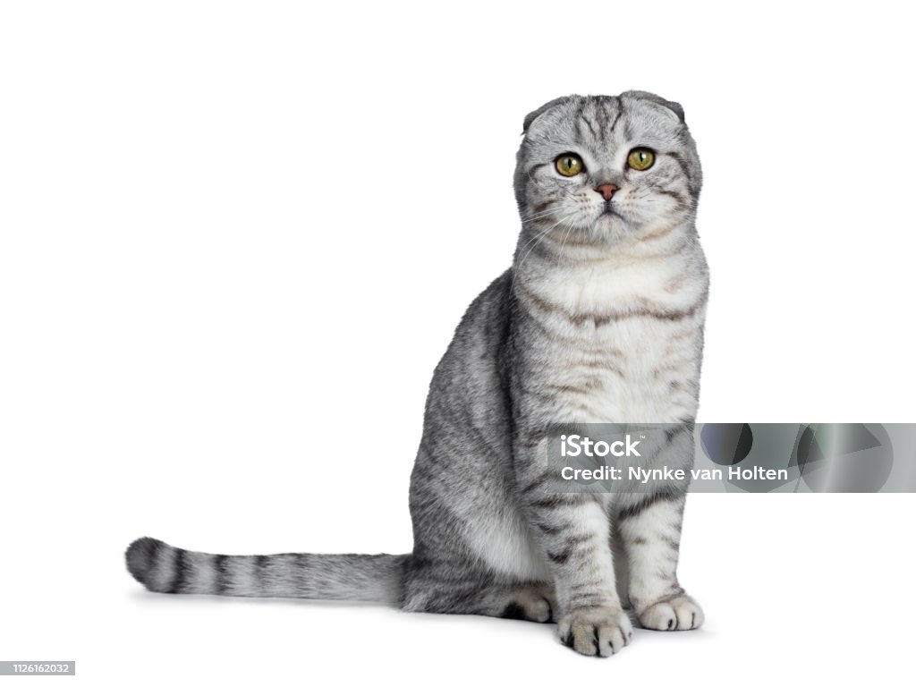 Handsome young silver tabby Scottish Fold cat kitten sitting side ways looking at camera with yellow eyes. Isolated on a white background. Tail behind body. Handsome young silver tabby Scottish Fold cat kitten on a white background. Scottish Fold Cat Stock Photo