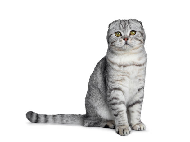Handsome young silver tabby Scottish Fold cat kitten sitting side ways looking at camera with yellow eyes. Isolated on a white background. Tail behind body. Handsome young silver tabby Scottish Fold cat kitten on a white background. scottish fold cat photos stock pictures, royalty-free photos & images