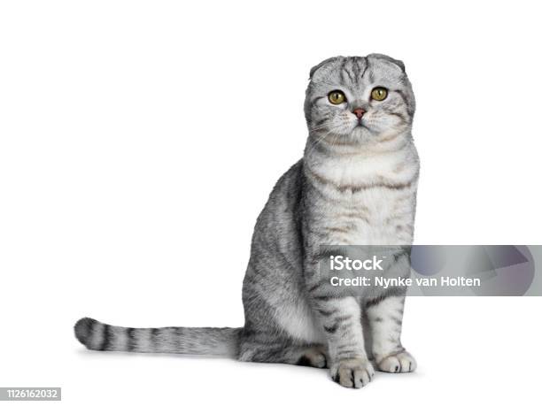 Handsome Young Silver Tabby Scottish Fold Cat Kitten Sitting Side Ways Looking At Camera With Yellow Eyes Isolated On A White Background Tail Behind Body Stock Photo - Download Image Now