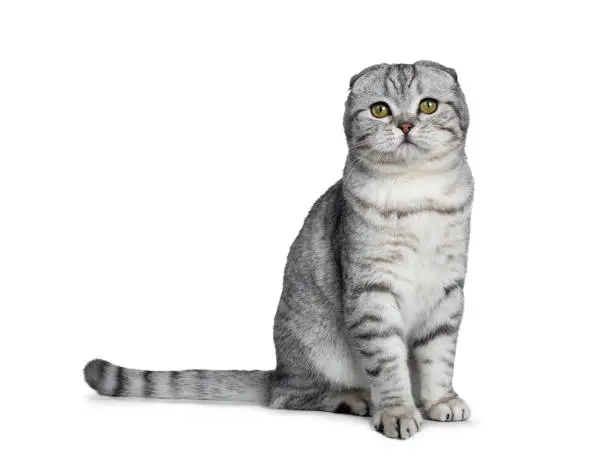 Handsome young silver tabby Scottish Fold cat kitten on a white background.
