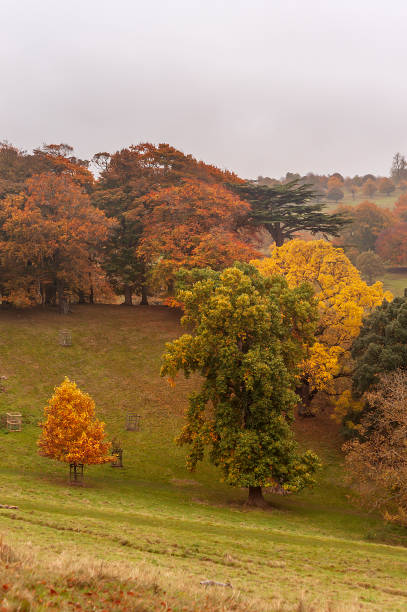 istock Autumn in the park - natural scenery 1126162823