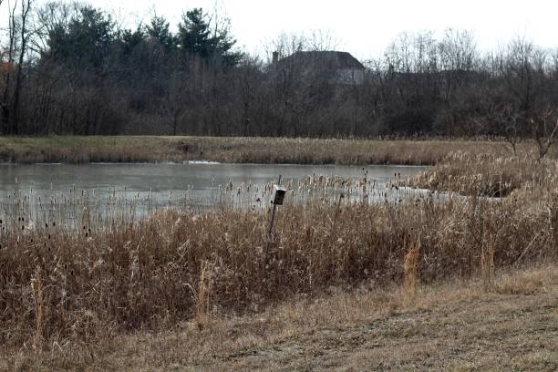 istock View of Lake over Cattails 1126162844