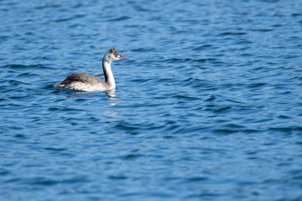 istock Great crested grebe swims in a river in winter. 1126164037