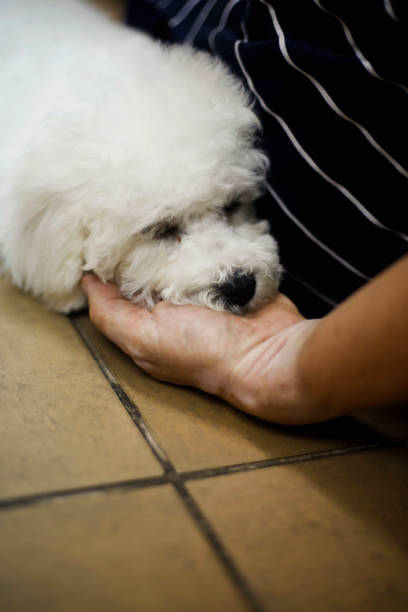 istock Bichon frise dog sleeping on owner hand 1126164199