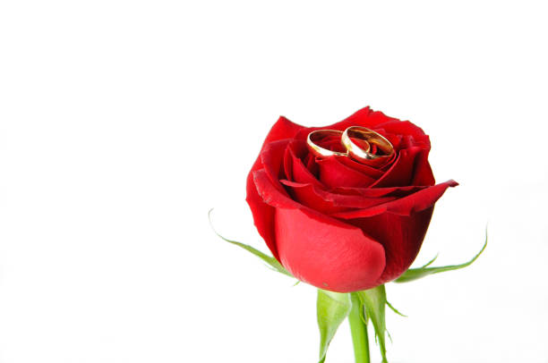 istock Wedding rings on a red rosebud. 1126168614