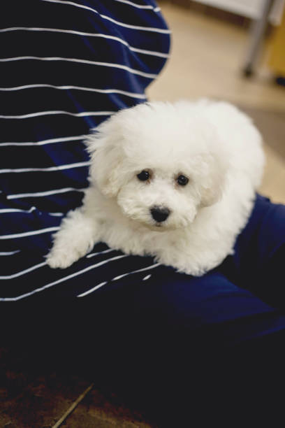 istock Bichon frise dog play with owner 1126169317