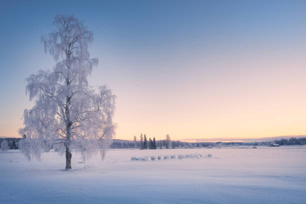 paysage d’hiver panoramique avec un chaland solitaire couvert arbre et lever du soleil au moment du matin en finlande. - scow photos et images de collection