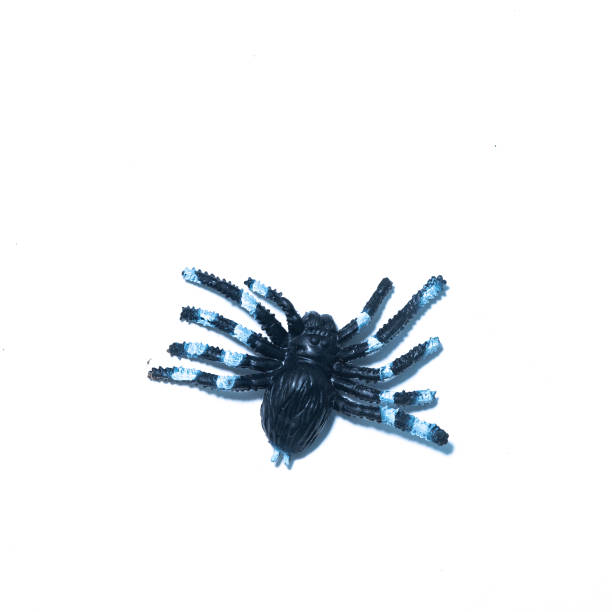 istock Spider fakes for use in Halloween. 1126170198