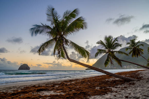 istock Sunset over Caribbean Martinique beach coconut (Le Diamant) 1126170214