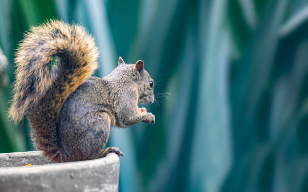 Beautiful red-tailed squirrel eating a nut Beautiful red-tailed squirrel (Sciurus granatensis) eating a nut sciurus granatensis stock pictures, royalty-free photos & images