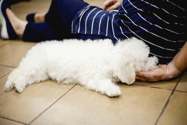 istock Bichon frise dog sleeping on owner hand 1126171434