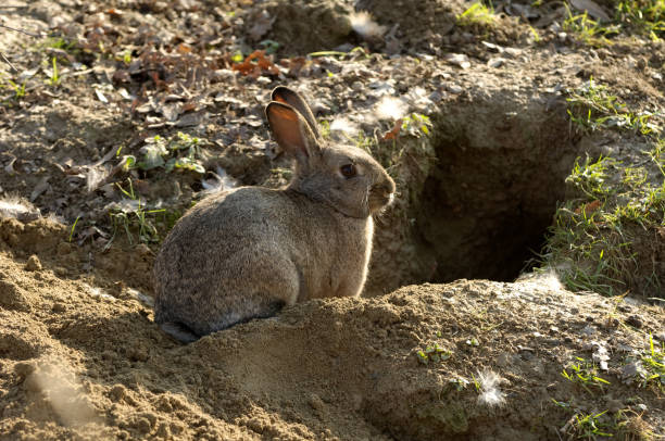 istock European rabbit near the den (Oryctolagus cuniculus) 1126171473
