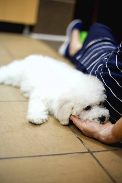 istock Bichon frise dog sleeping on owner hand 1126171706