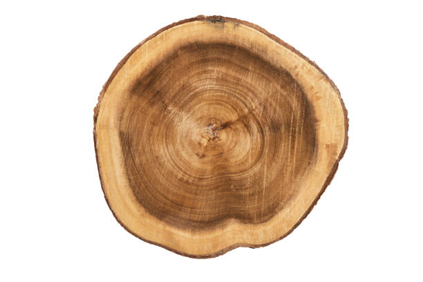 istock Real close up on a round wooden cut texture, directly above. 1126171979