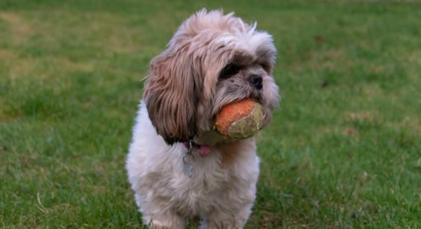 istock Dog With Ball In Mouth 1126172058