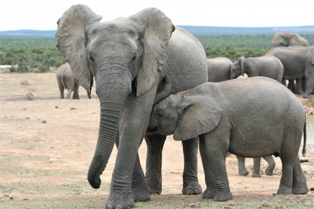istock Elephants in South Africa 1126173158