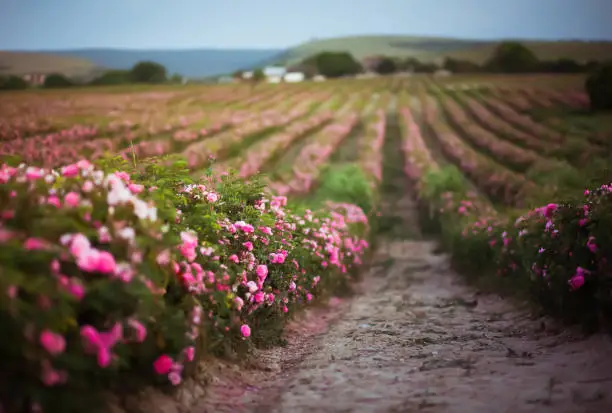 Photo of Pink damask rose bush field background. Rose form for aromatherapy and cosmetics natular oils. Pink flowers field.