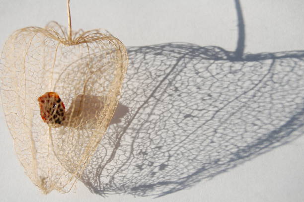 istock Looking from above on and into a winter cherry and it`s shadow. 1126175114
